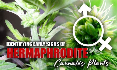 identifying hermaphrodite cannabis plants.